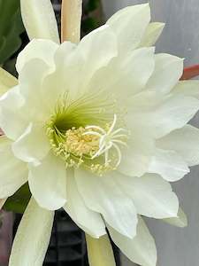 Plant, garden: Epiphyllum - NOID White