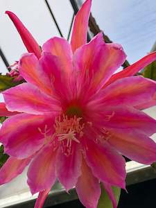 Plant, garden: Epiphyllum - Monastery Gardens