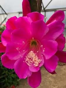 Plant, garden: Epiphyllum - Maiden Erleigh