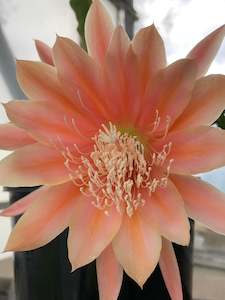 Plant, garden: Epiphyllum - King Midas