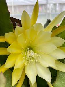 Plant, garden: Epiphyllum - Ernest William Angus