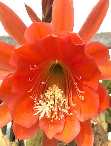 Plant, garden: Epiphyllum - Brown Bear