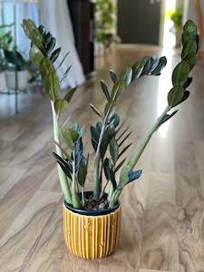 Zamioculcas Zamiifolia (Black Knight)