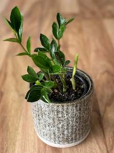 Plant, garden: Zamioculcas Zamiifolia - Piccolo