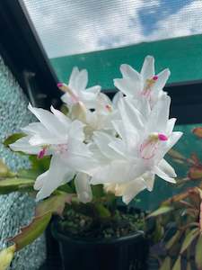 Plant, garden: Zygocactus - White