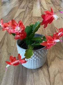 Plant, garden: Zygocactus - Red/Orange