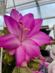 Plant, garden: Zygocactus - Magenta