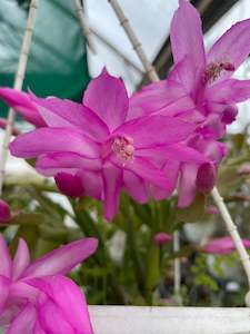 Plant, garden: Zygocactus - Lavender Pink