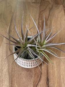 Plant, garden: San Francisco Air Plant Dish with Airplants