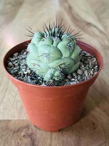 Ortegocactus Macdougallii