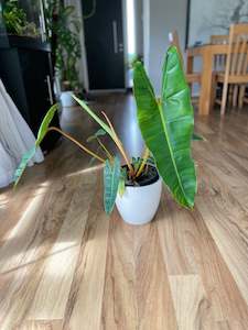 Plant, garden: Philodendron Billietiae