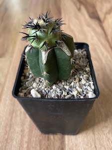 Tephrocactus alexanderi