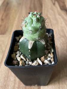 Grafted Ortegocactus Macdougallii