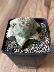 Tephrocactus geometricus - grafted