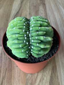 Echinopsis subdenudata f. cristata - Easter Lily Cactus Crest