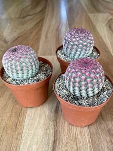 Echinocereus Rigidissimus 'Rainbow Cactus'