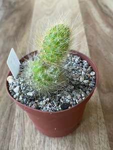 Plant, garden: Cleistocactus Colademononis - Golden Monkey Tail Cactus