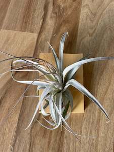 Plant, garden: Tillandsia gardneri