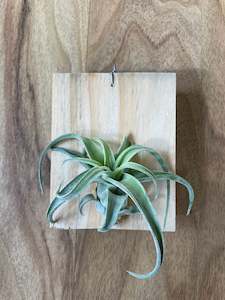 Plant, garden: Tillandsia streptophylla