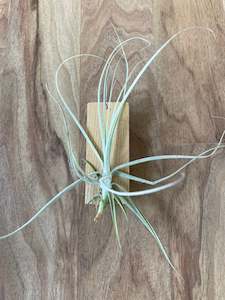 Tillandsia streptocarpa