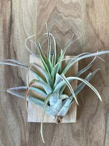 Tillandsia Capitata