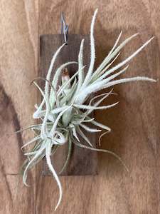 Tillandsia tectorum 'filifolianum'