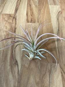 Tillandsia Capitata - Salmon Pink