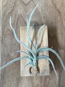 Plant, garden: Tillandsia Crocata - Large Form