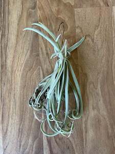 Tillandsia Duratii - Loose Plant