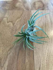 Tillandsia Tutti Frutti  - Loose Plant