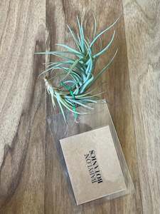 Tillandsia tenuifolia - Loose Plant