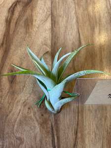 Tillandsia Secunda - Loose Plant