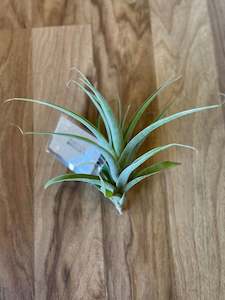 Tillandsia Latifolia  - Loose Plant