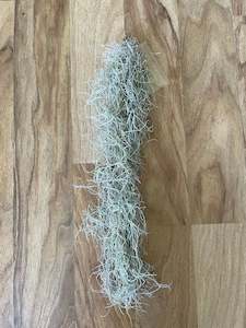 Plant, garden: Spanish Moss