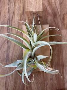 Tillandsia Latifolia