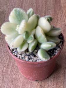 Plant, garden: Cotyledon Tomentosa 'Variegata' - Bear's Paw White