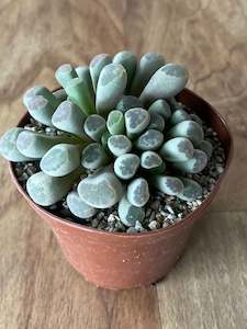 Frithia pulchra - Fairy Elephants Feet