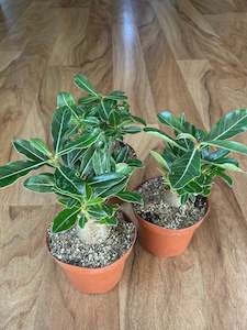 Small Adenium Obesum