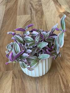 Plant, garden: Tradescantia Sweetness