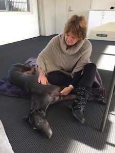 Greyhound massage and stretching online course