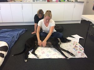 Review of your greyhound’s massage and stretching session