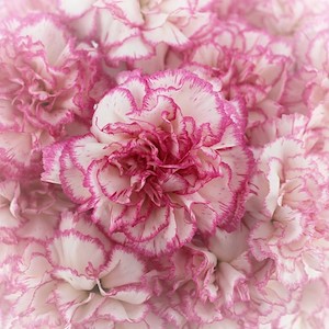 DIY Wedding Flower Pack 100 Carnations