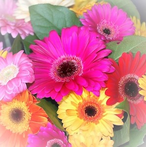 DIY Wedding Flower Pack 100 Gerberas