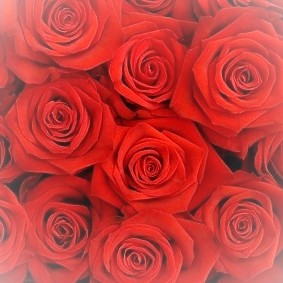 DIY Wedding Flower Pack 100 Roses