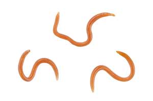 Natural Looking Artificial Worms