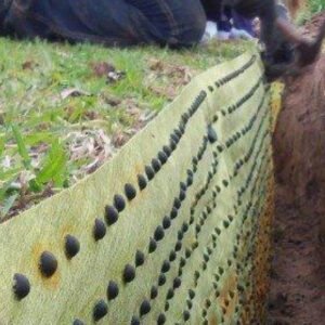 BIOBARRIER® 39" (1m x 31m) - Barrier Root Control