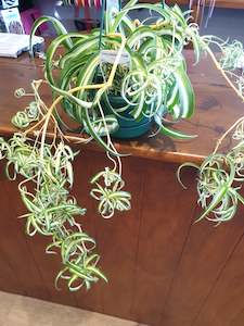 Curly Spider Plant