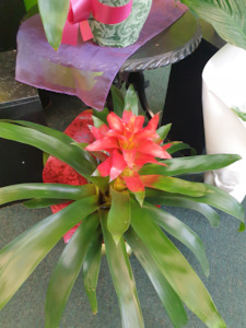 Bromeliad plant