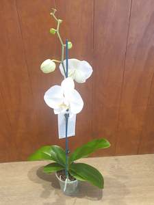 Florist: Orchid plants