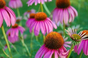 Wildflower Seeds